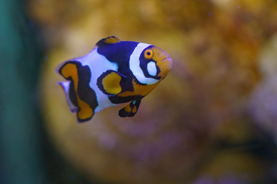 Le Grand Aquarium de Touraine