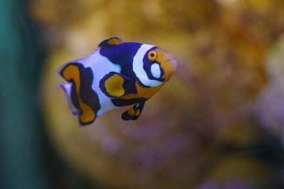 Le Grand Aquarium de Touraine