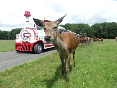 Réserve de Beaumarchais, Autrèche - Biche