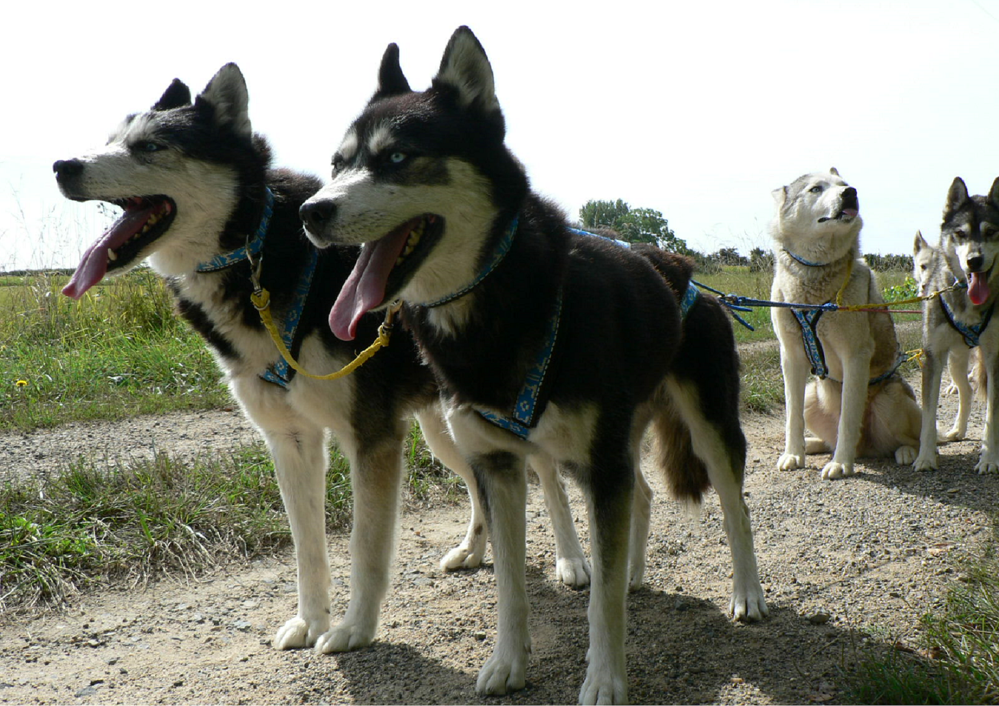 Chiens de traineau