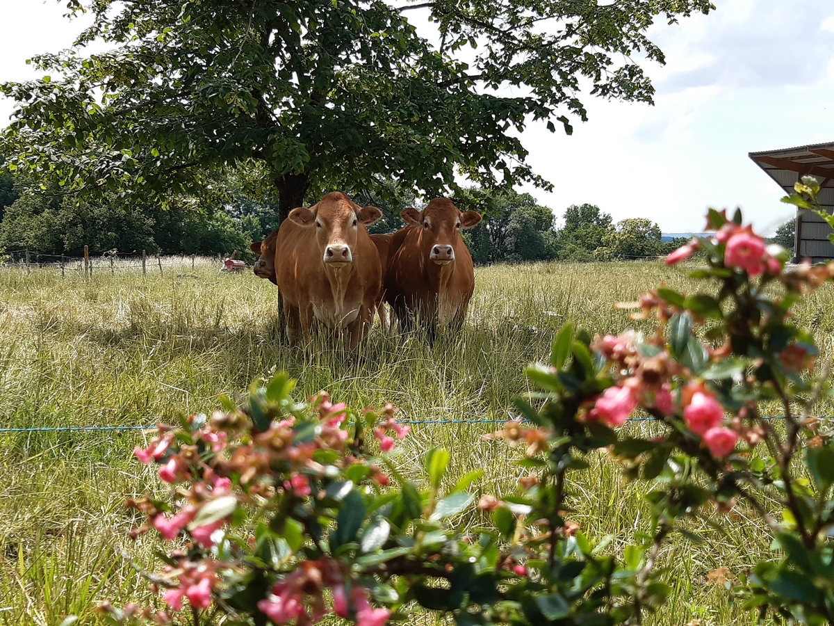 HUISMES FERME DES LANDES MARIE BRIANTAIS-10062031