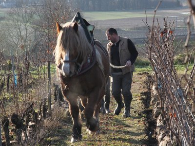 Domaine Ménard