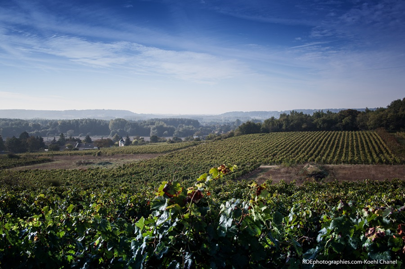 Chai Pierre et Bertrand Couly - Chinon