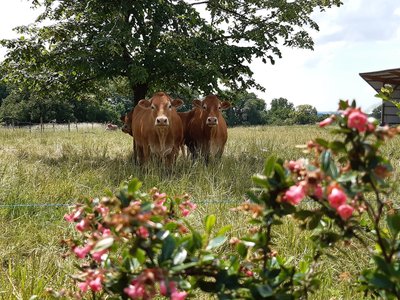 HUISMES FERME DES LANDES MARIE BRIANTAIS-10062031