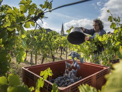 Clos des Quarterons