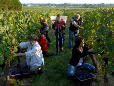 Maison Audebert - Vendanges en famille - Bourgueil, France.
