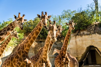 5-Girafes © Bioparc - S. Gaudard