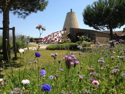 jachere fleurie, roses et moulin du domaine des bleuces.jpg