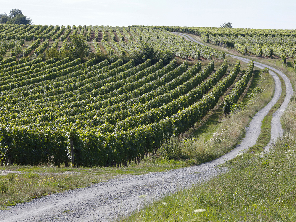 deg-domaine-de-la-noiraie-credit-2020-vignoble-benais