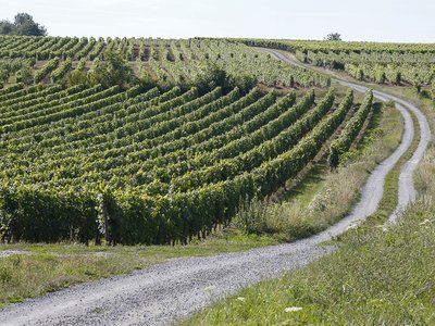 deg-domaine-de-la-noiraie-credit-2020-vignoble-benais