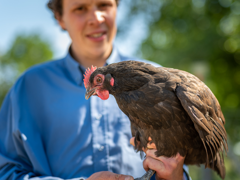 Des poules et des vignes