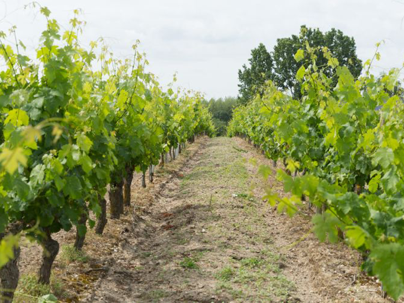 Au coeur d'un domaine viticole