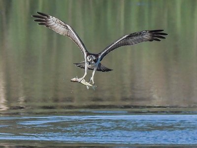 ottn-2023-balbuzard pecheur lpo-credit-alain chartier
