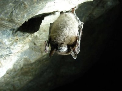 Nuit chauve souris