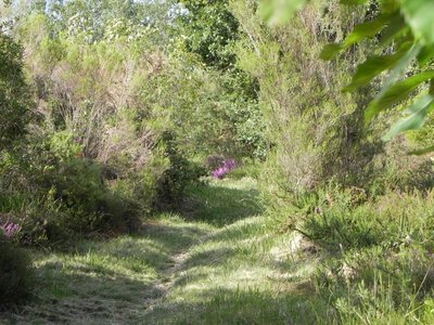 Glanons dans les bois