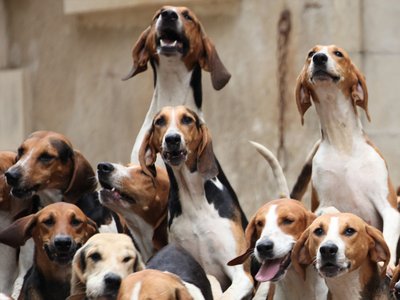 repas-des-chiens-champchevrier