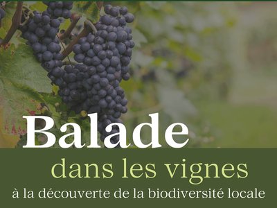 Rando Balade dans les vignes