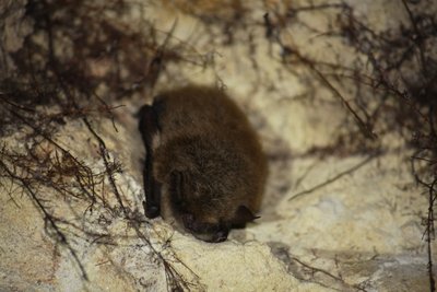 Chauve-souris_Murin_moustache©PNRLAT_Samuel_Havet