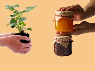Troc's bocaux et plantes d'automnes