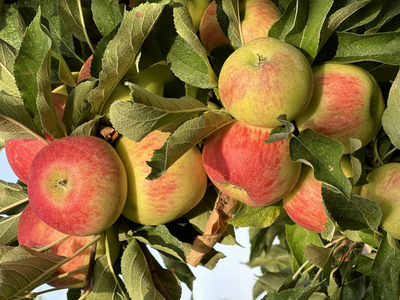 Pommes Vergers des Roussieres