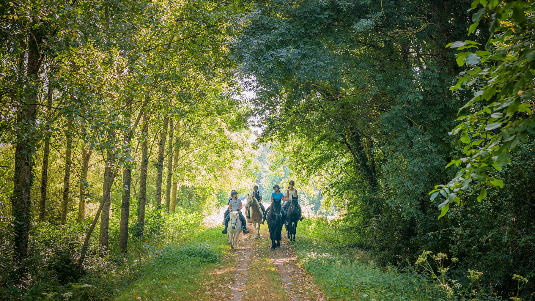 Cavaliers dans la forêt