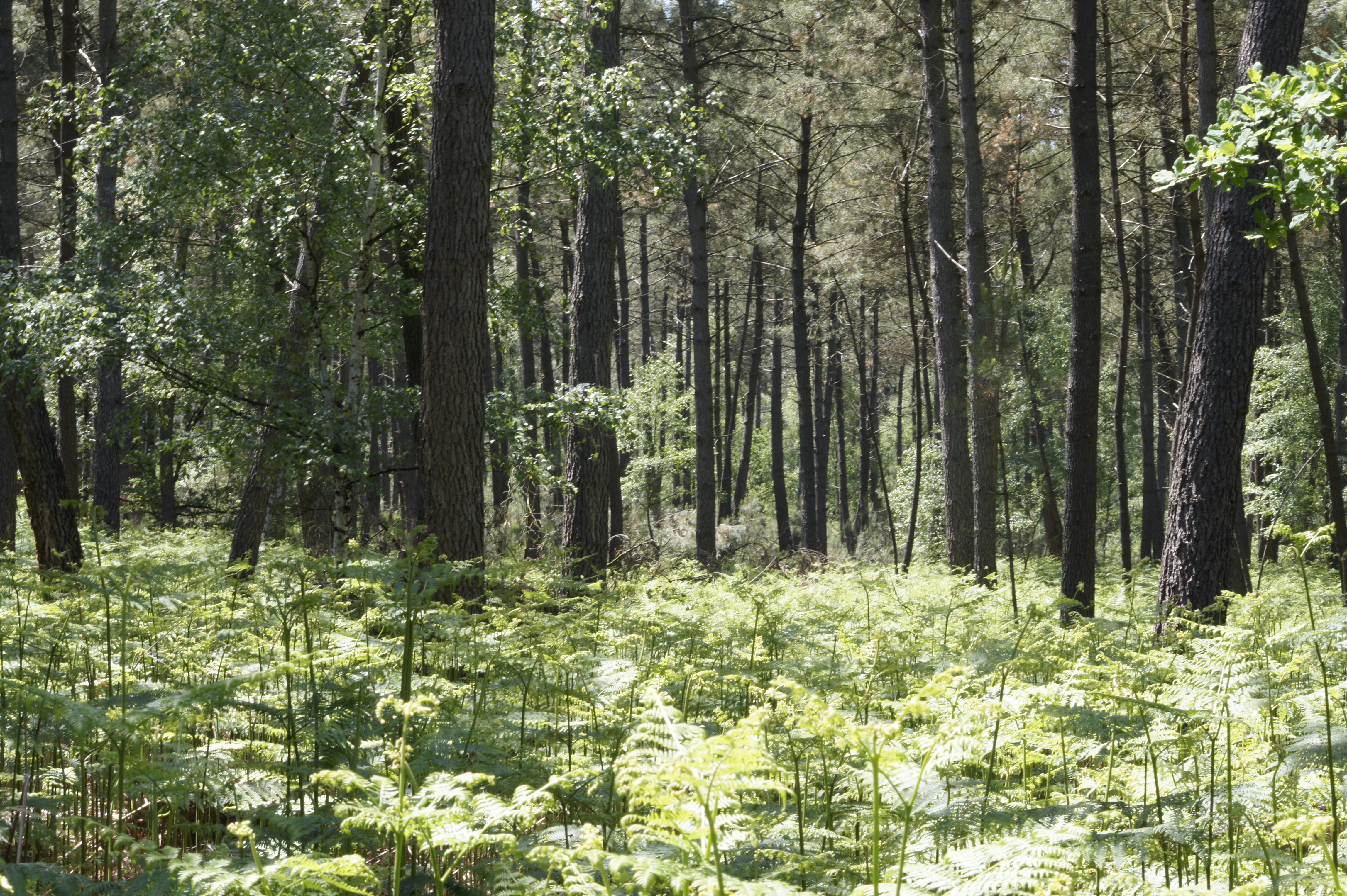 La forêt