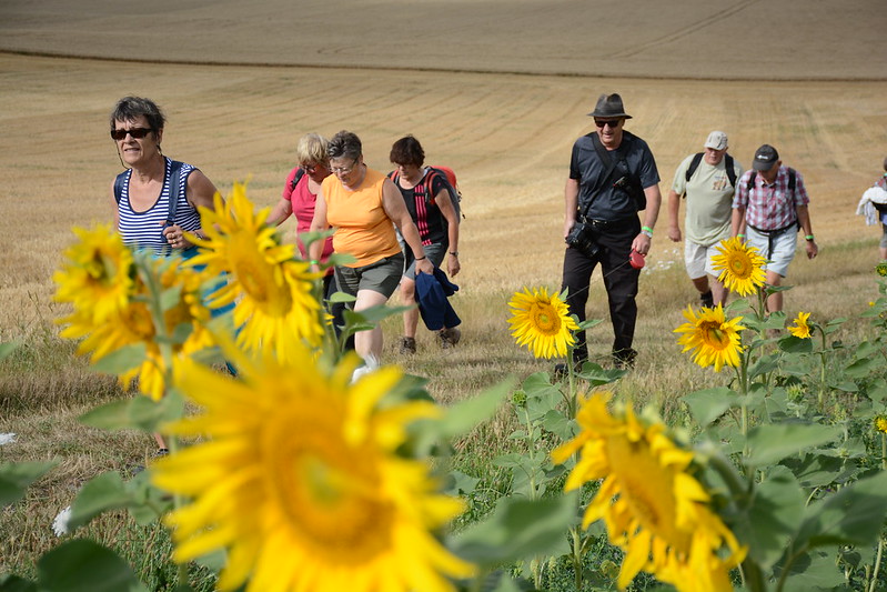 Photographie d'un champ de tournesol, avec randonneurs en fond