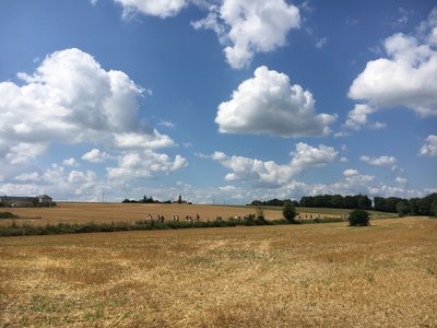 Photographie d'un champ de blé sous le soleil