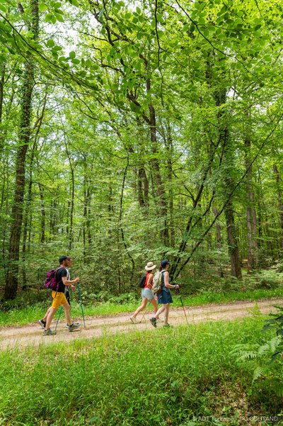 Personnes randonnant dans la forêt domaniale de Chinon