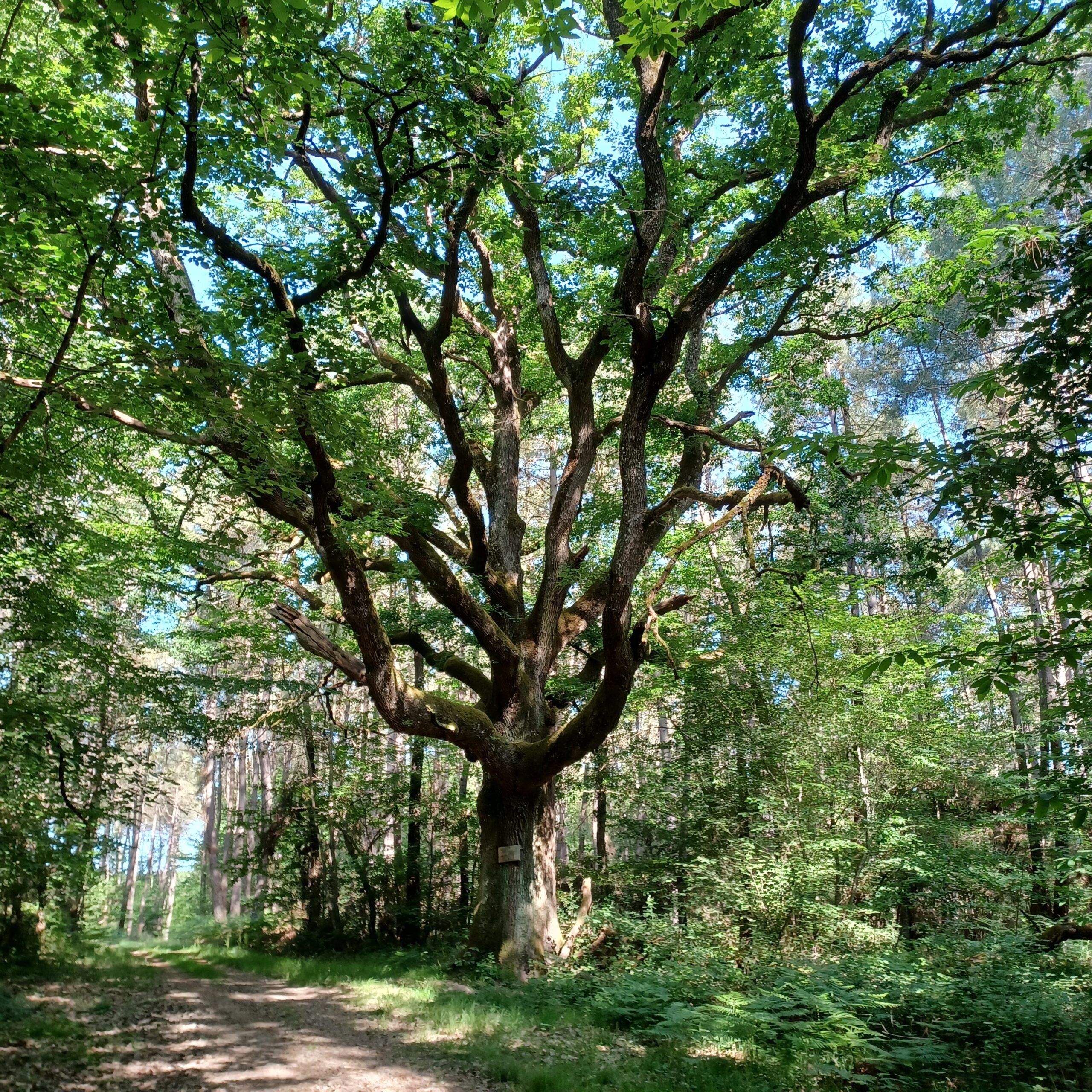 L'arbre remarquable lors de ses beaux jours (actuellement tombé)