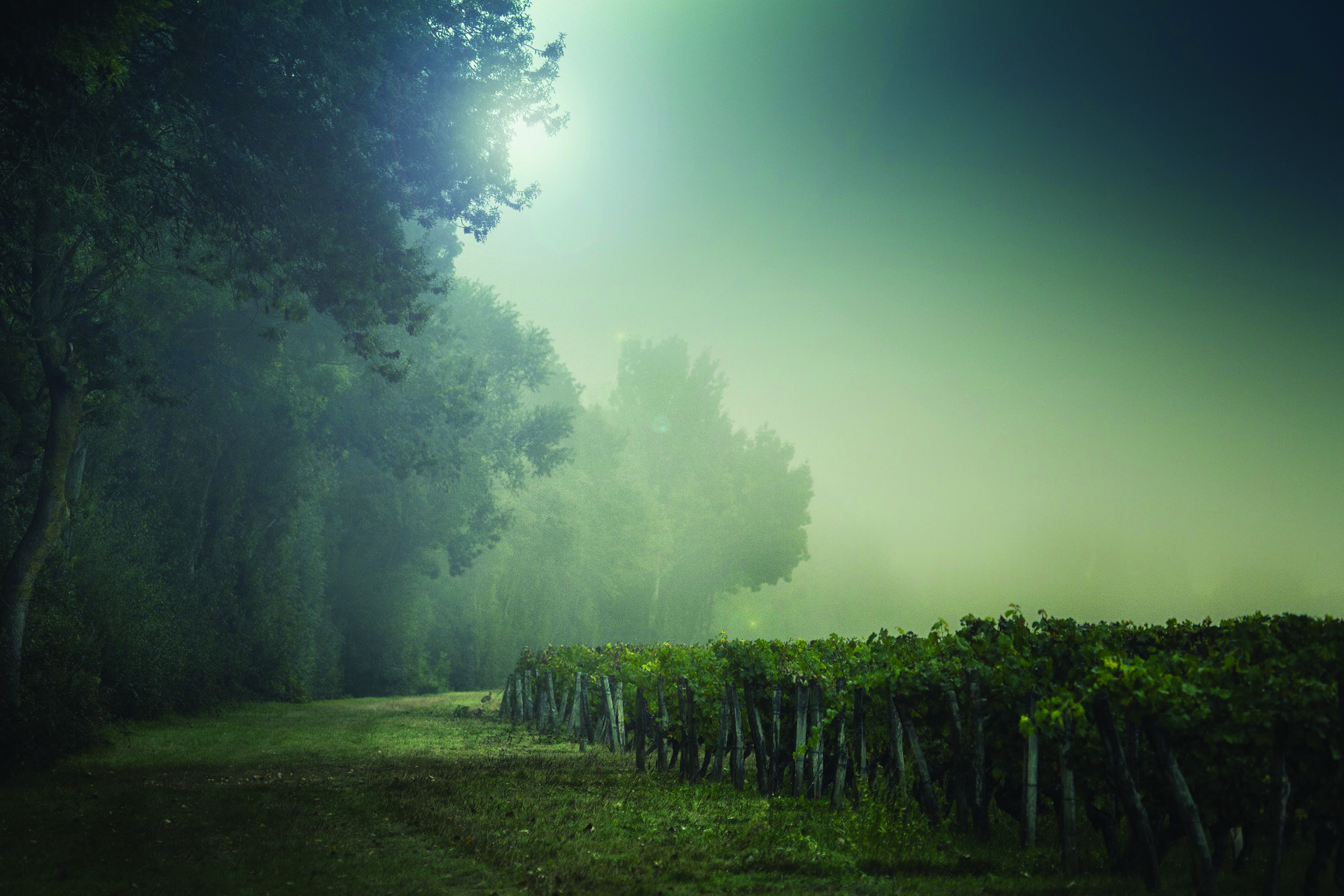 Panzoult - Vignes sous bois