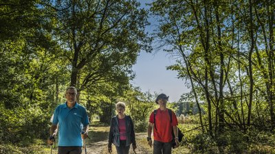 La forêt de Panzoult