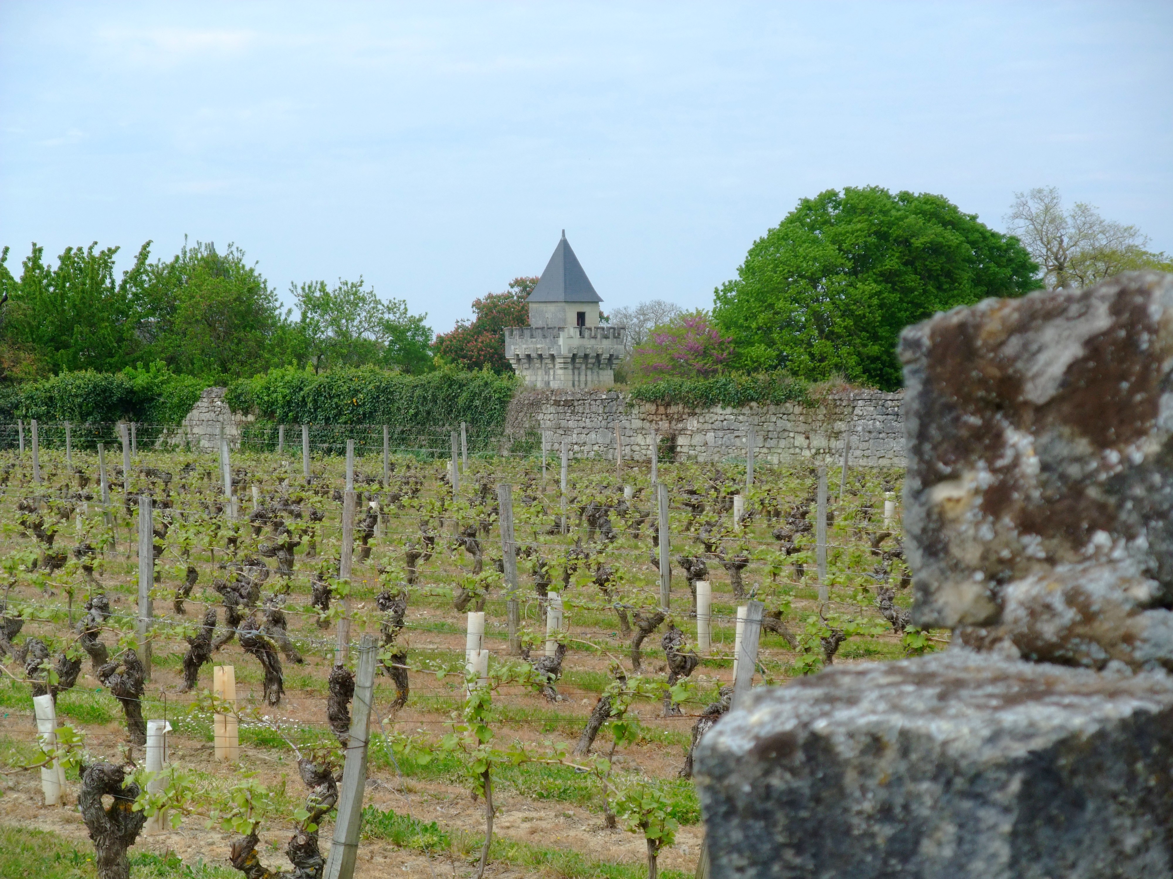 Vignes au printemps