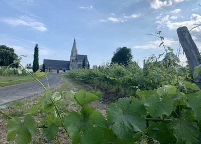 Eglise et Vignoble