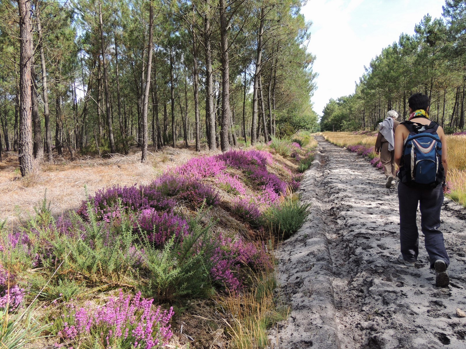 Chemin dans la fôret de Courléon