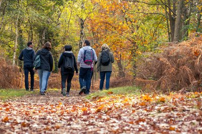 Randonnée pédestre dans le bois de Joreau