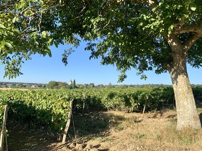 Vignoble