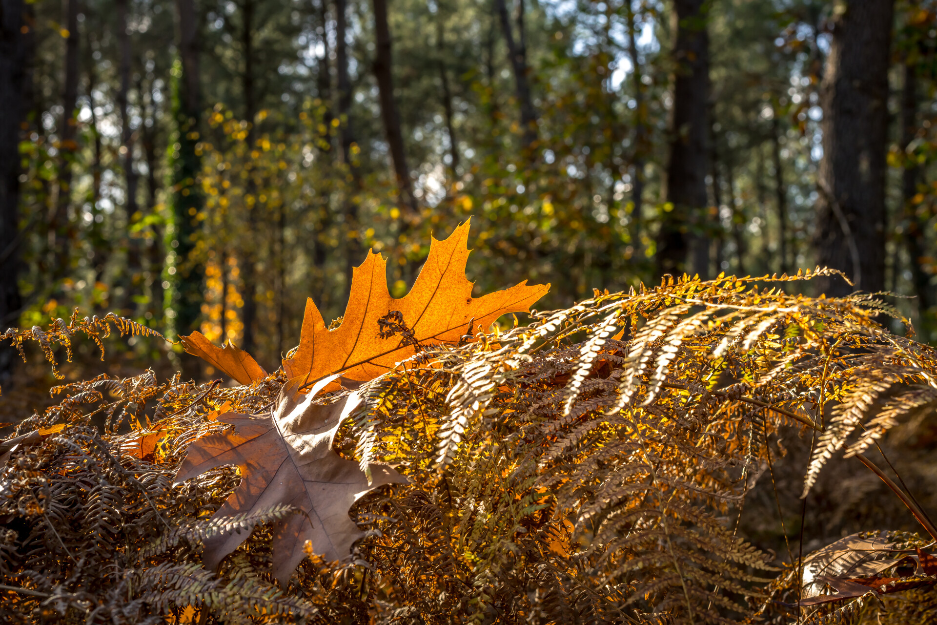 Forêt