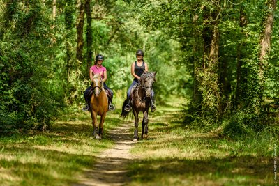 Randonnée équestre en forêt