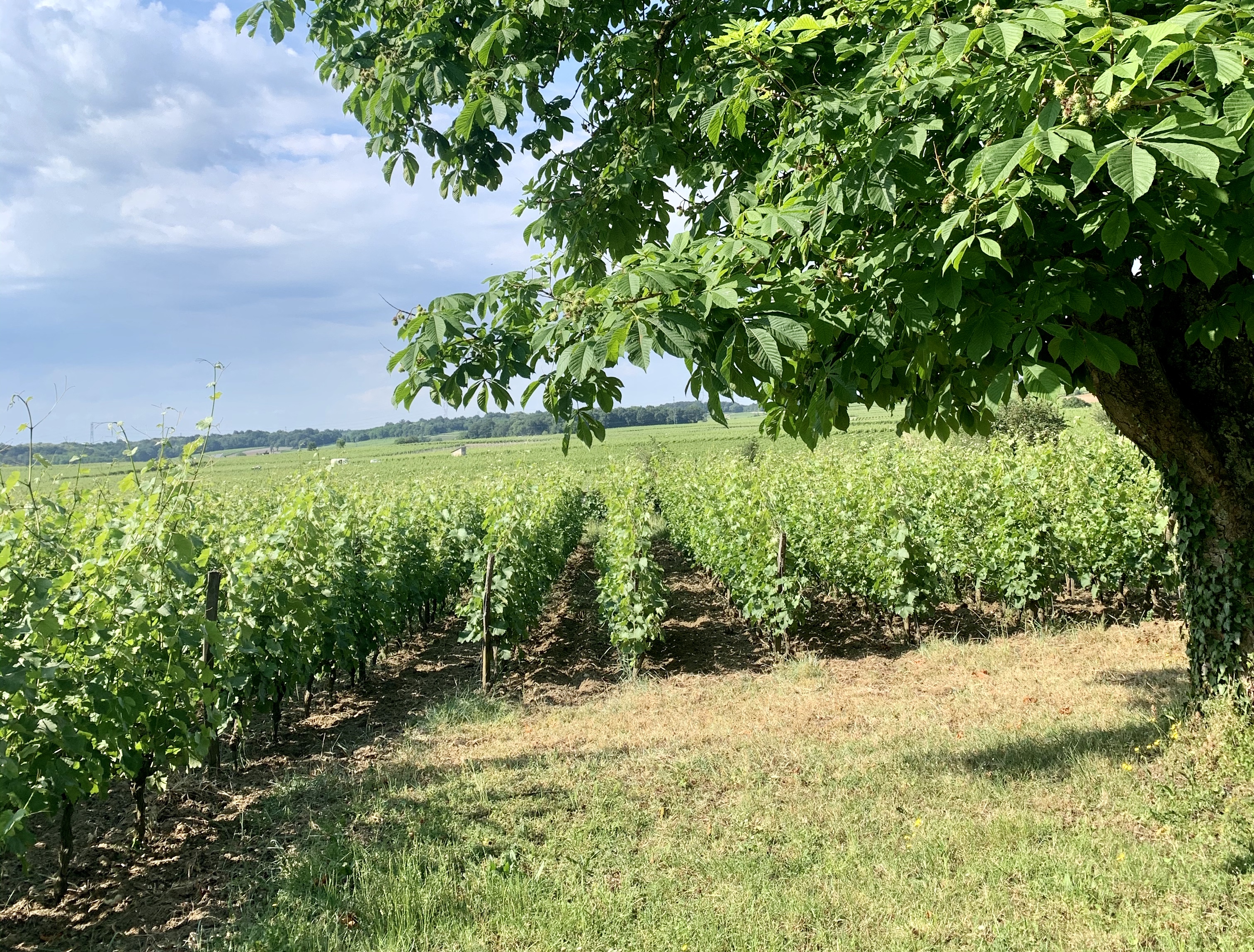 Vignoble à Parnay