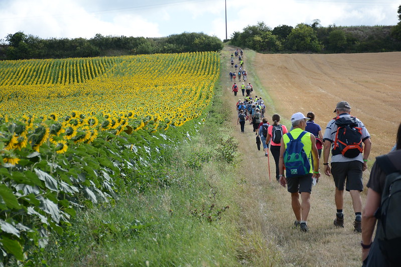 Randonneurs et champ de tournesols