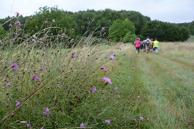 Randonneurs dans la forêt