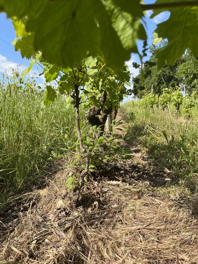 Photographie d'un cep de vigne