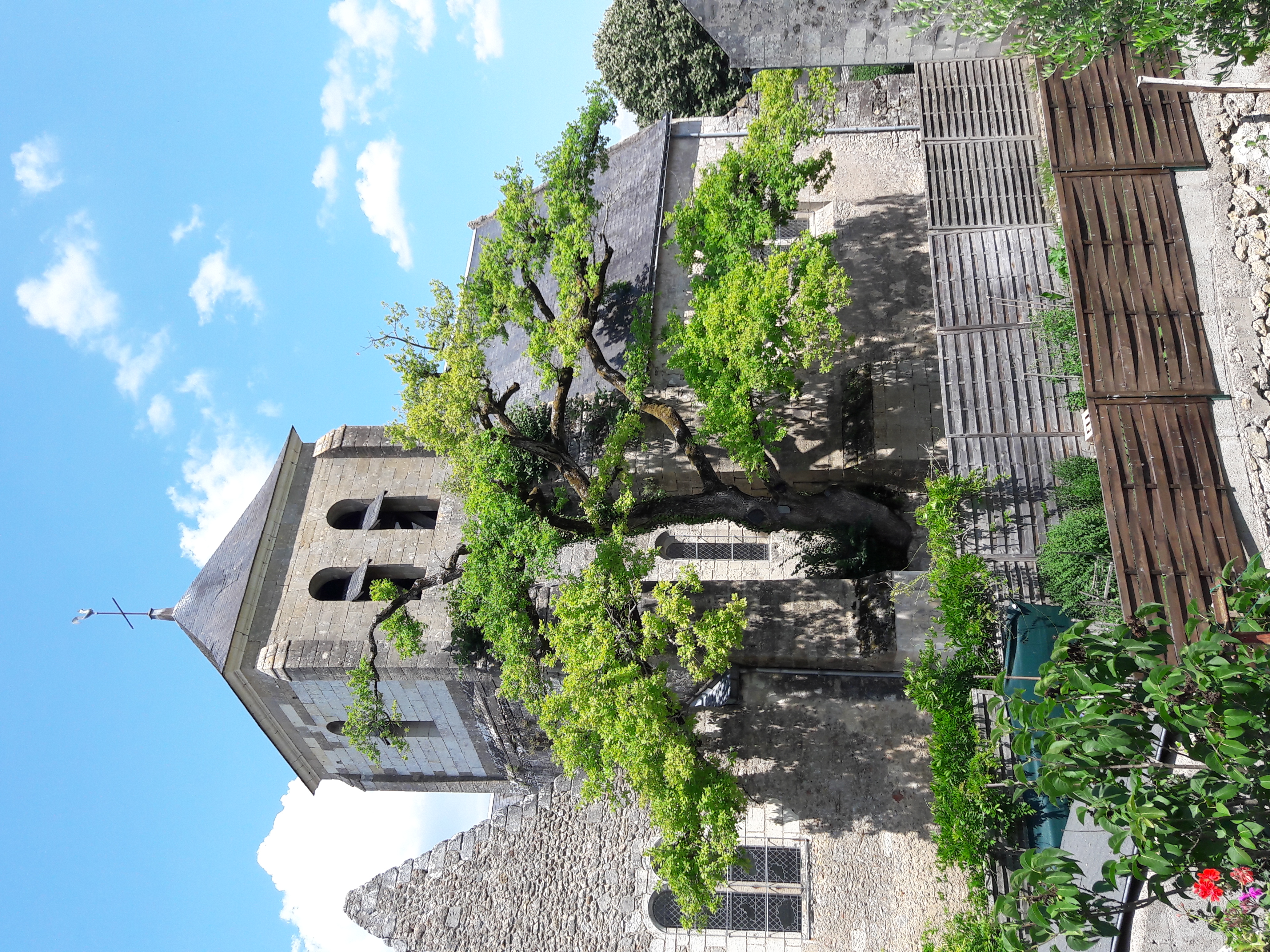 L'église de Cheillé et son chêne