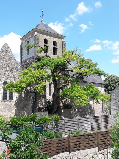 L'église de Cheillé et son chêne