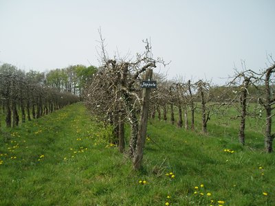 Les poiriers de Rivarennes