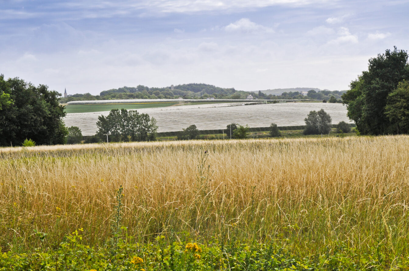 Champ de maïs