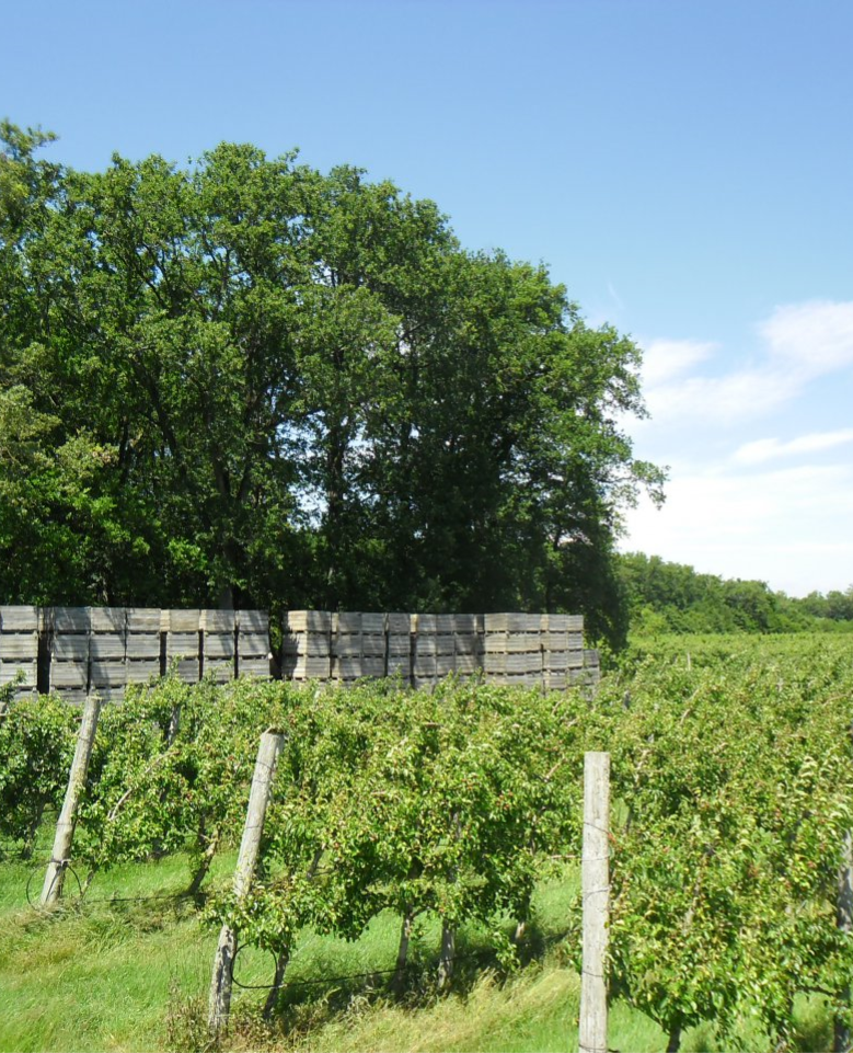 Vignes à Saint-Branchs