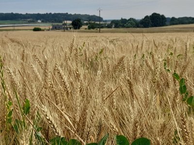 Champ de Blé